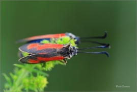 <p>VŘETENUŠKA ČTVEROTEČNÁ (Zygaena punctum) jižní Morava, Poudřanská step</p>